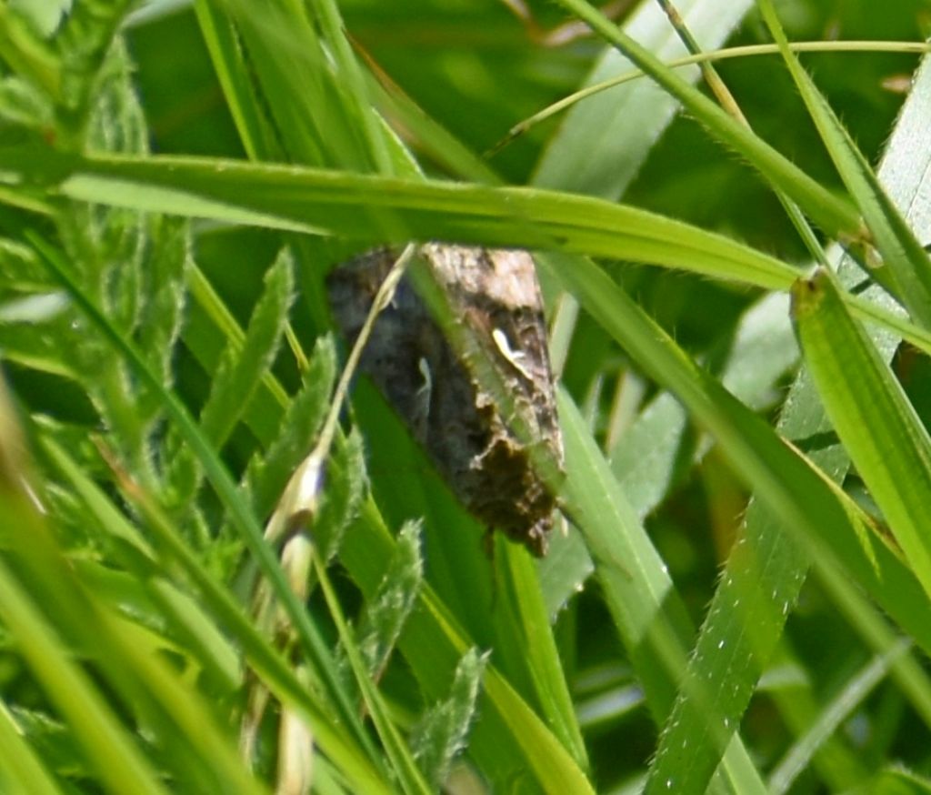 Falena da identificare: Autographa gamma - Noctuidae